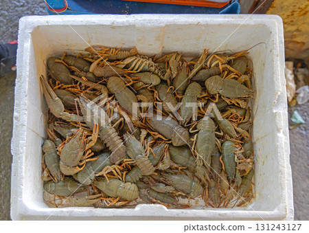 Live Crayfish Freshwater Lobsters Live Crayfish Freshwater Lobsters 131243127
