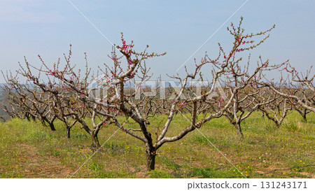 Peach Orchard Spring 131243171