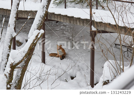Red fox in national park Stolby. Animal came out to people in search of food Red fox in national park Stolby. Animal came out to people in search of food 131243229