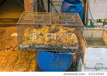 Frogs in Cage Frogs in Cage 131243507