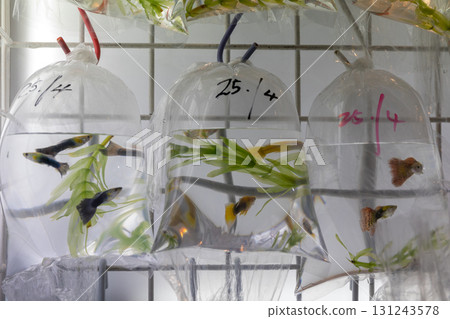 Fish in Bag 131243578