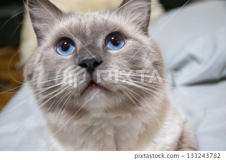 看貓 看貓 131243782