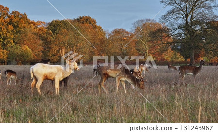 Herd of fallow deer grazing and walking meadow field, colorful orange autumn forest foliage in the background, creating a serene and picturesque scene. Wild animals nature landscape 131243967