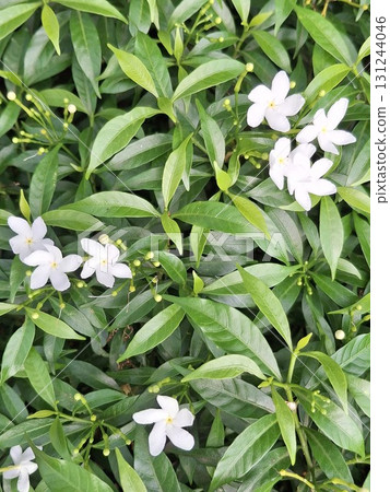 Close-up of delicate white jasmine flowers blooming amidst lush green foliage, showcasing natural beauty and fragrance 131244046
