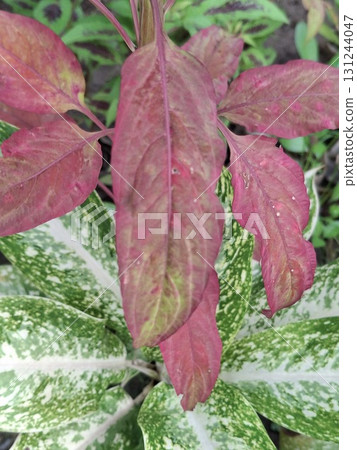 Close-up of vibrant red and green foliage, showcasing the intricate patterns and textures of lush plant leaves. 131244047