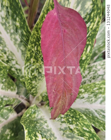 A single vibrant pink leaf rests on a variegated green and white plant, creating a striking contrast of color and texture. 131244048