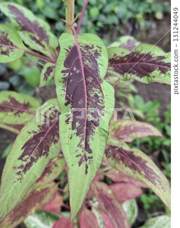 Close-up of a vibrant coleus plant with striking green, burgundy, and purple patterned leaves in soft focus Close-up of a vibrant coleus plant with striking green, burgundy, and purple patterned leaves in soft focus 131244049