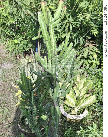 Tall, green cactus plants with segmented stems, growing outdoors in pots surrounded by lush foliage 131244096
