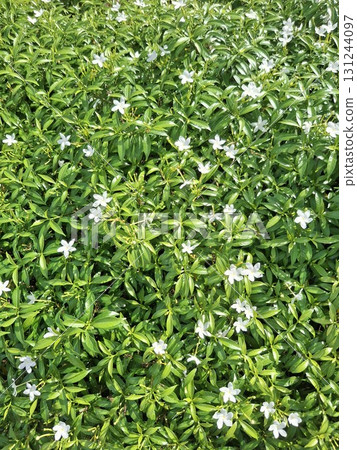 A dense carpet of vibrant green foliage dotted with small, delicate white star-shaped flowers. 131244097