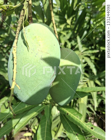 Two unripe green mangoes hang from a branch, surrounded by lush green leaves on a sunny day 131244098