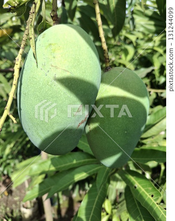 Two unripe green mangoes hang from a tree branch, surrounded by lush green leaves and dappled 131244099