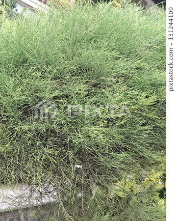 A close-up view of lush green grass and vegetation, with a hint of water and a rough texture 131244100