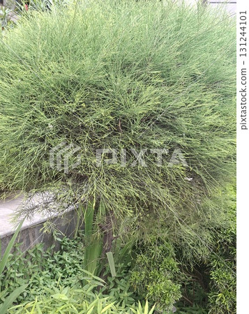 A dense, green bamboo plant with thin stalks and abundant leaves, creating a natural, lush backdrop 131244101