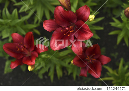 Red lilies with stripes close-up. Beautiful bright red lilies in the garden in summer. A large lily flower. Red lilies with stripes close-up. Beautiful bright red lilies in the garden in summer. A large lily flower. 131244271