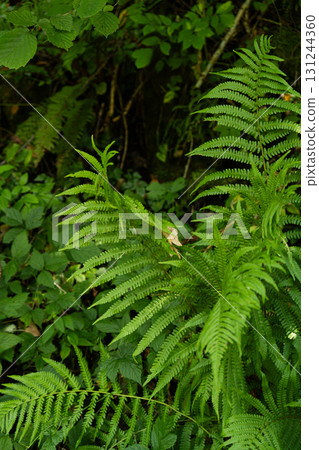 Green Fern Growing in Alpine Forest Nature Green Fern Growing in Alpine Forest Nature 131244360