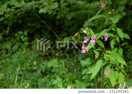 Green natural backdrop of Alps wildlife, mountain forest with pink flowers Green natural backdrop of Alps wildlife, mountain forest with pink flowers 131244361