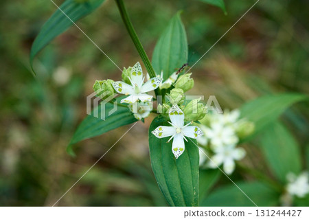 Akebonoso Akebonoso 131244427