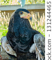 Falcon or Eagle Close-Up Portrait with Black Plumage and Orange Beak 131244465