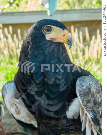 Falcon or Eagle Close-Up Portrait with Black Plumage and Orange Beak 131244465