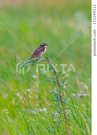 Whinchat - Saxicola rubetra posing on a stone 131244512
