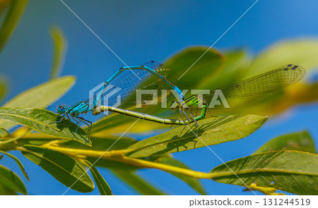 The azure damselfly - Coenagrion puella mating The azure damselfly - Coenagrion puella mating 131244519