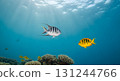 underwater world with corals and tropical fish 131244766