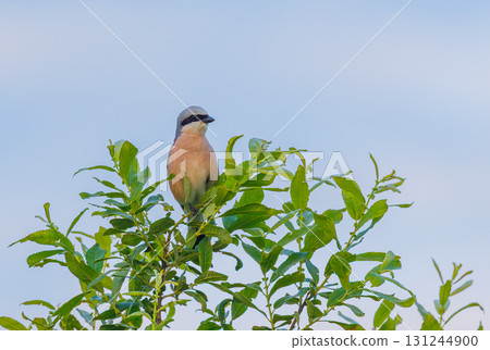Red-backed Shrike in woodland - Lanius collurio 131244900