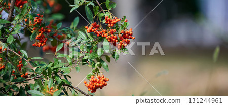 A branch of a bush with clusters of bright orange or red berries and green leaves, with a blurred background. A branch of a bush with clusters of bright orange or red berries and green leaves, with a blurred background. 131244961