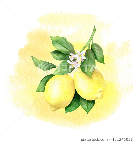 Lemon branch: lemons, flowers, leaves, spot. Vintage watercolor illustration, hand drawn, isolated on white background. Suitable for menus, cosmetics, packaging, cards. Lemon branch: lemons, flowers, leaves, spot. Vintage watercolor illustration, hand drawn, isolated on white background. Suitable for menus, cosmetics, packaging, cards. 131245031