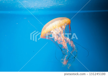 underwater photography jellyfish Chrysaora fuscescens, Pacific sea nettle, West Coast sea nettle underwater photography jellyfish Chrysaora fuscescens, Pacific sea nettle, West Coast sea nettle 131245100