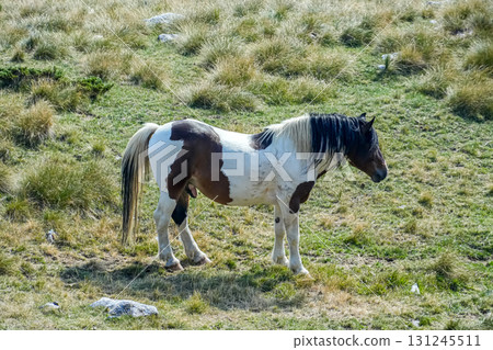 A black-and-white horse standing calmly on a green meadow in Montenegro, surrounded by scenic hills and natural countryside. Ideal for rural, travel, and nature-themed imagery. 131245511