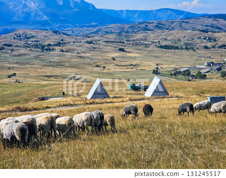 Scenic view of sheep grazing on hilly pastures with triangular wooden cabins in the background in Montenegro. Autumn rural landscape with cozy mountain charm. 131245517
