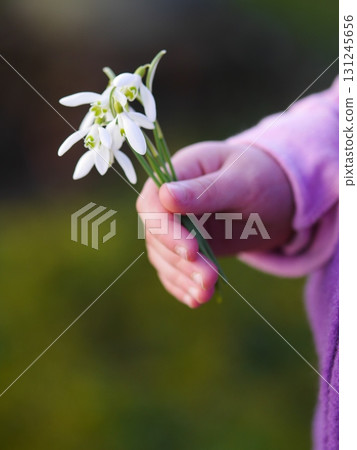 Child holding a bunch of white flowers Child holding a bunch of white flowers 131245656