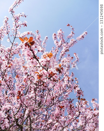 Tree with pink flowers is in the foreground and the sky is blue 131245698
