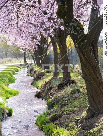 Path with trees and a stream runs through a grassy area 131245700