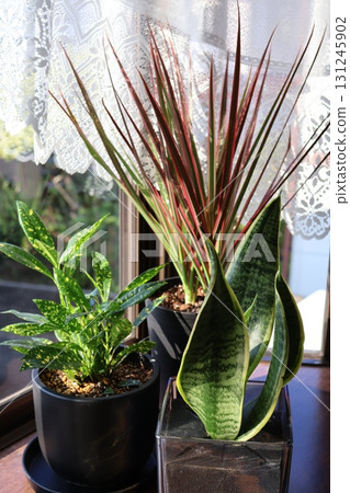Window plants: Dracaena, Croton, Sansevieria Window plants: Dracaena, Croton, Sansevieria 131245902