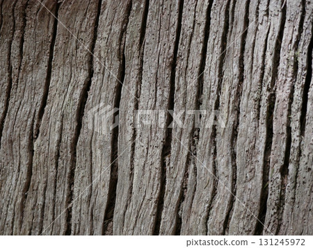 Rough Tree Bark Texture with Natural Lines and Shadows 131245972