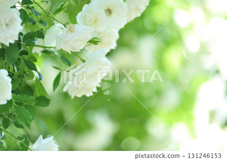 玫瑰花園裡的花 玫瑰花園裡的花 131246153