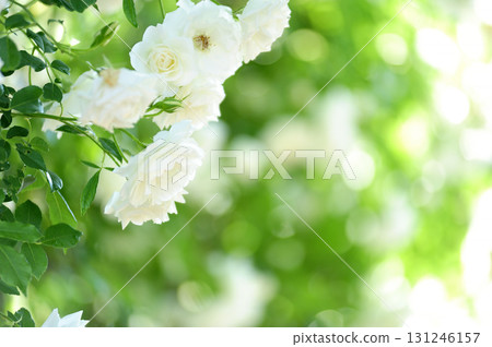 Flowers in a rose garden 131246157