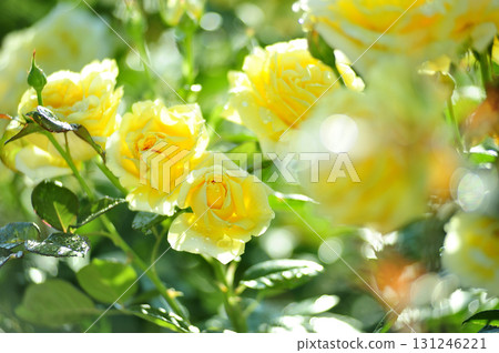 我在附近看到的黃玫瑰 131246221
