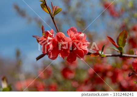 Red flowering quince blossoms in spring sunlight Red flowering quince blossoms in spring sunlight 131246241