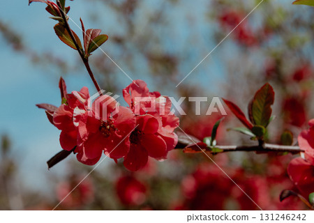 Red flowering quince blossoms in spring sunlight Red flowering quince blossoms in spring sunlight 131246242