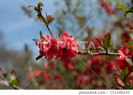 Red flowering quince blossoms in spring sunlight Red flowering quince blossoms in spring sunlight 131246243