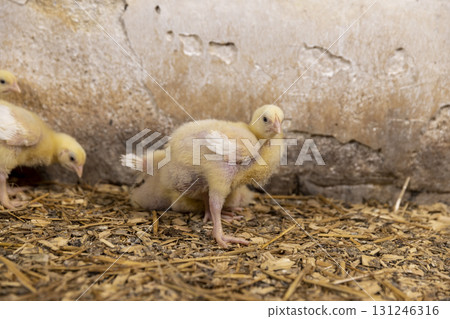 broiler chickens at a large poultry farm, young chicken chickens on sawdust flooring broiler chickens at a large poultry farm, young chicken chickens on sawdust flooring 131246316