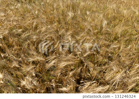yellow rye in the summer in sunny weather, brightly illuminated by sunlight, a field with a new rye harvest in the summer of the year in eastern Europe, close up yellow rye in the summer in sunny weather, brightly illuminated by sunlight, a field with a new rye harvest in the summer of the year in eastern Europe, close up 131246324