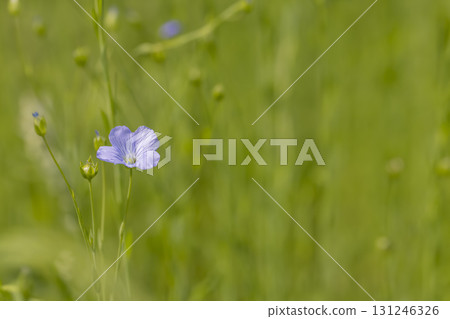 flax during the beginning of flowering in the summer, a beautiful green field with long flax plants in the summer 131246326