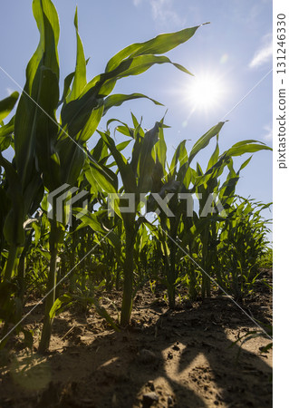 growing green corn in the middle of summer in sunny weather, green corn in a monoculture field in the summer, used for feeding in animal husbandry 131246330