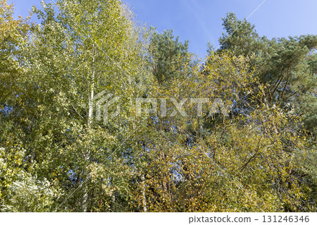 trees in a mixed forest with colorful foliage in the autumn season, beautiful colorful foliage of trees in the autumn season before leaf fall against the background of a blue sky with clouds trees in a mixed forest with colorful foliage in the autumn season, beautiful colorful foliage of trees in the autumn season before leaf fall against the background of a blue sky with clouds 131246346