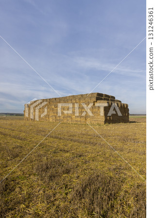 straw stacks in a field after harvest and sky, a field with stacks of straw after packing into stacks straw stacks in a field after harvest and sky, a field with stacks of straw after packing into stacks 131246361
