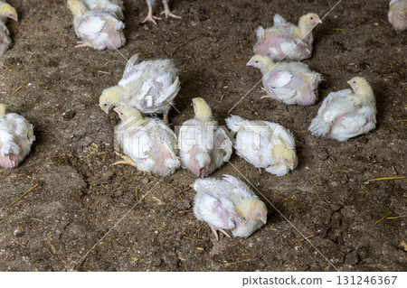 a poultry farm where meat breeds of broiler chickens are grown for industrial meat production, a small group of chickens a poultry farm where meat breeds of broiler chickens are grown for industrial meat production, a small group of chickens 131246367